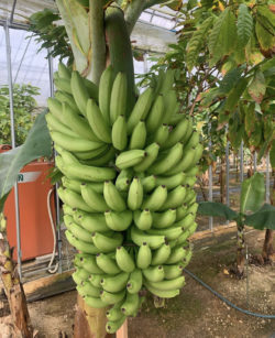 こくぼ農園_蜜の月バナナ栽培_202111バナナがなる2