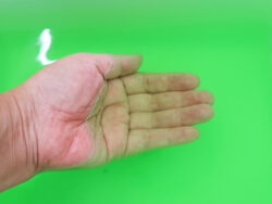 N-8966_香り魅せられて_沈丁花_紀陽除虫菊05